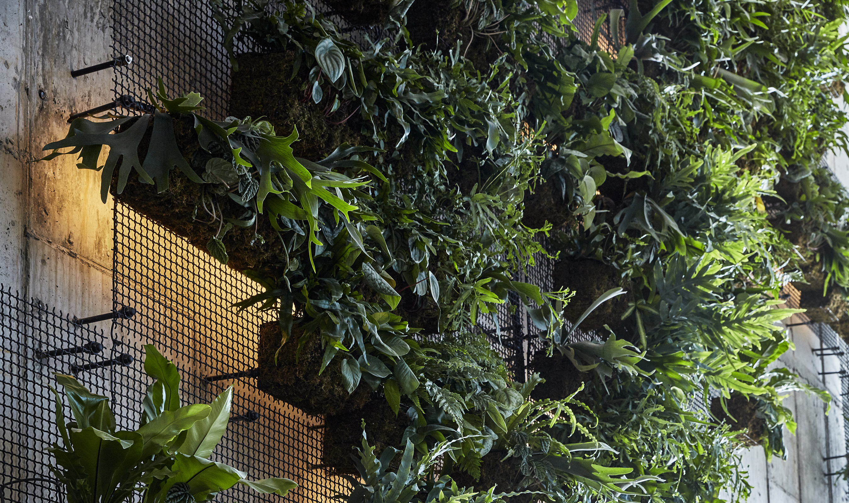 A 25-foot, custom green wall in the lobby made from Banker Wire’s wire mesh pattern I-21 to create a woven fixture screen and custom welded wire mesh hanging baskets for vegetation.