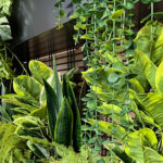 Banker Welded Wire Mesh Trellis provides airflow and room for the plants to grow upwards